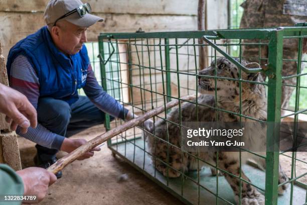 Alsou, a twenty-year-old snow leopard, looks back at Bhaket, a wildlife veterinarian, after she receives her vaccination at NABU Rehabilitation...