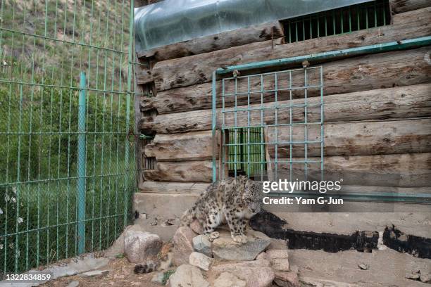 Alsou, a twenty-year-old snow leopard, rest after she receives her vaccination at NABU Rehabilitation Center on June 05, 2021 in Issyk Kul,...