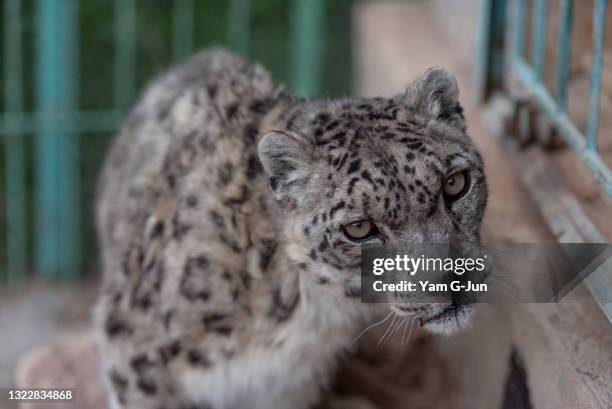 Alsou, a twenty-year-old snow leopard, rest after she receives her vaccination at NABU Rehabilitation Center on June 05, 2021 in Issyk Kul,...