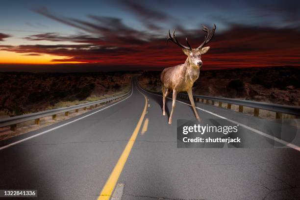 deer standing in the middle of a road in car headlights, usa - im scheinwerferlicht gefangen stock-fotos und bilder