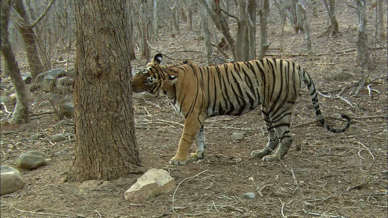 480 Funny Tiger Videos and HD Footage - Getty Images 480 Funny Tiger Videos and HD Footage - Getty Images