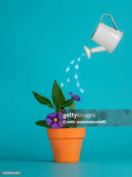 conceptual watering can watering a flower in a plant pot - watering can stock pictures, royalty-free photos & images