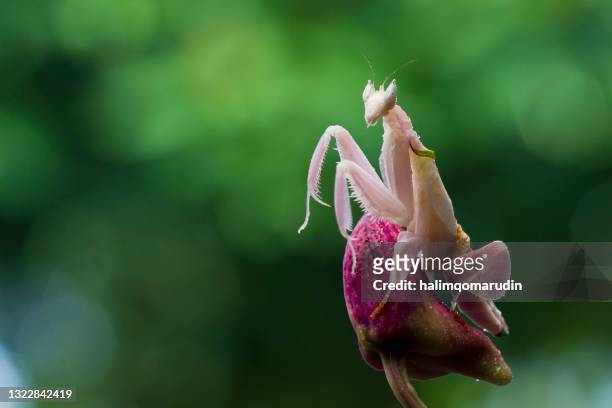 pink orchid mantis (hymenopus coronatus) on an orchid flower, indonesia - orquidea salvaje fotografías e imágenes de stock