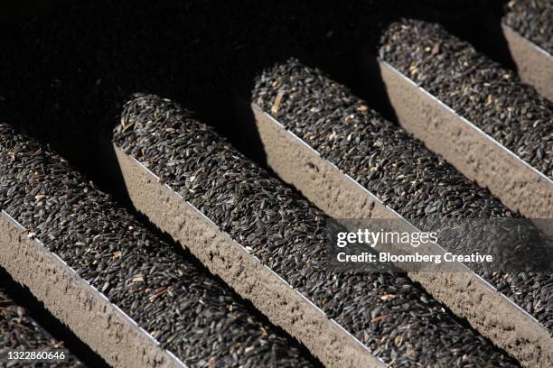 sunflower seeds - sunflower stock photos et images de collection