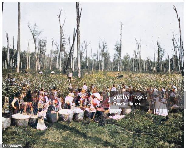 illustrations, cliparts, dessins animés et icônes de photographie antique de monuments américains: cotton picking dans le mississippi - coton tige