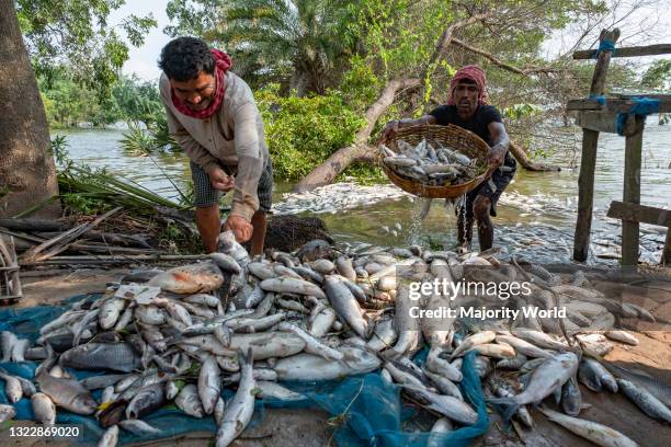 Cyclone Raining Fish Raining Fish Photos and Premium High Res Pictures - Getty Images