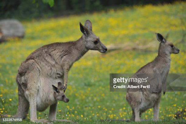 känguru mit jungtier im beutel - beutel stock pictures, royalty-free photos & images