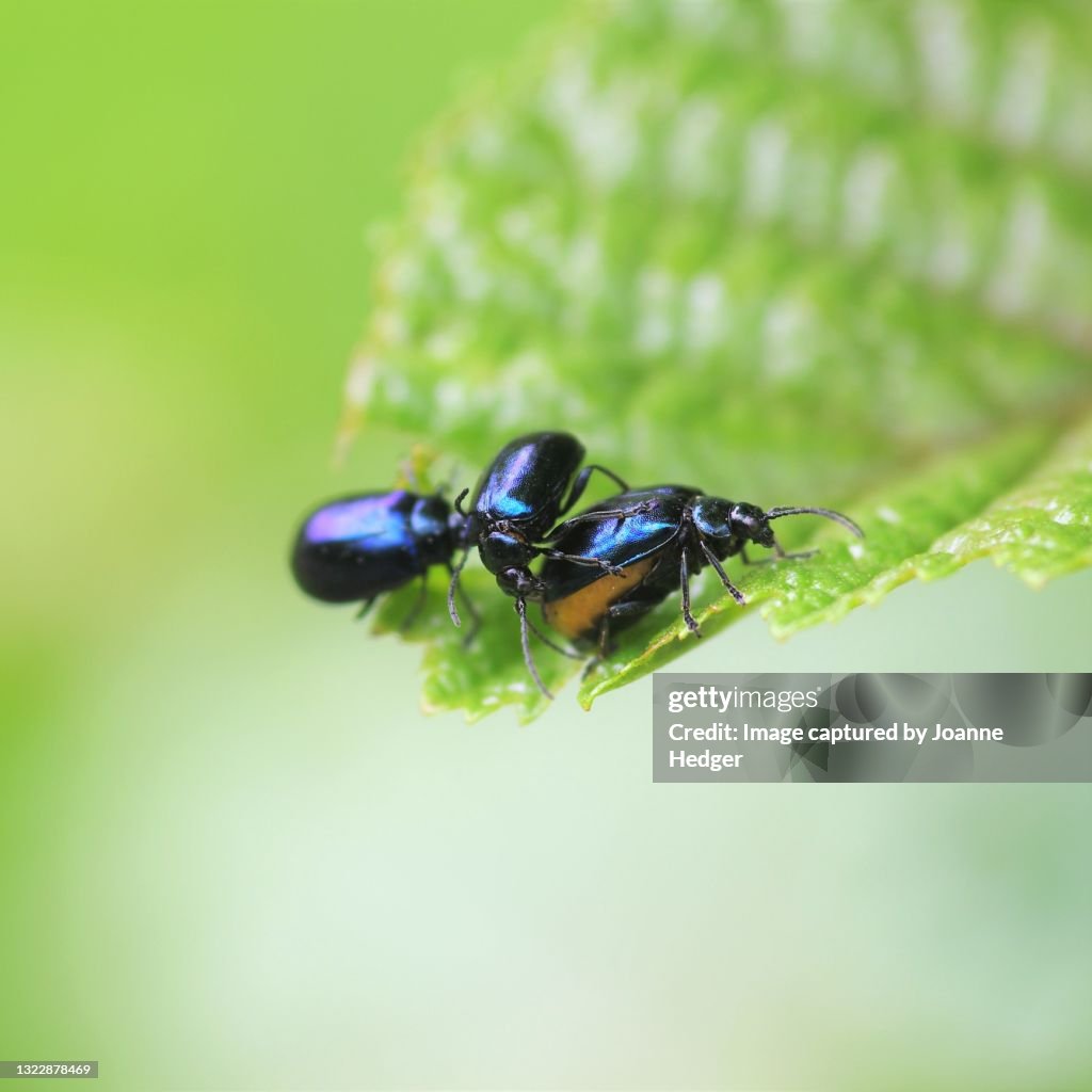 Alder Leaf Beetle in Sussex