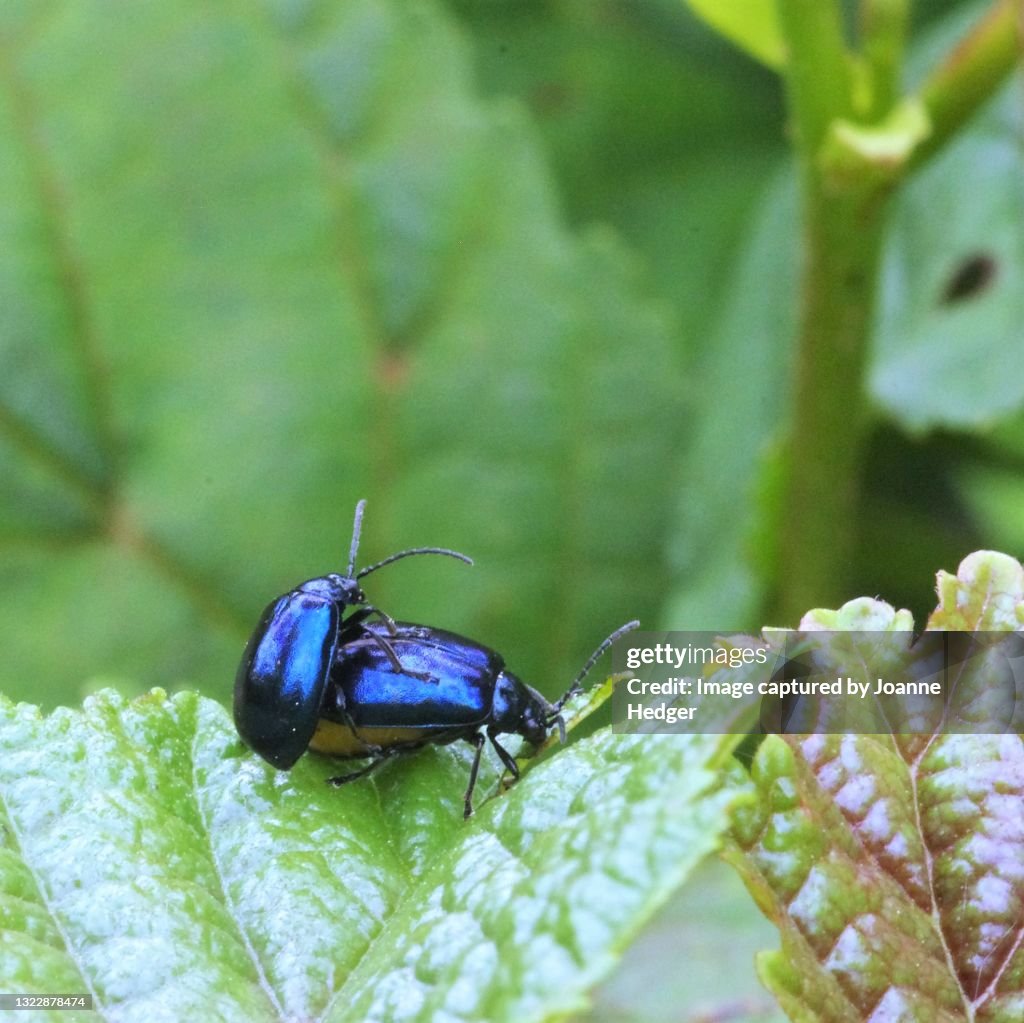 Alder Leaf Beetle in Sussex