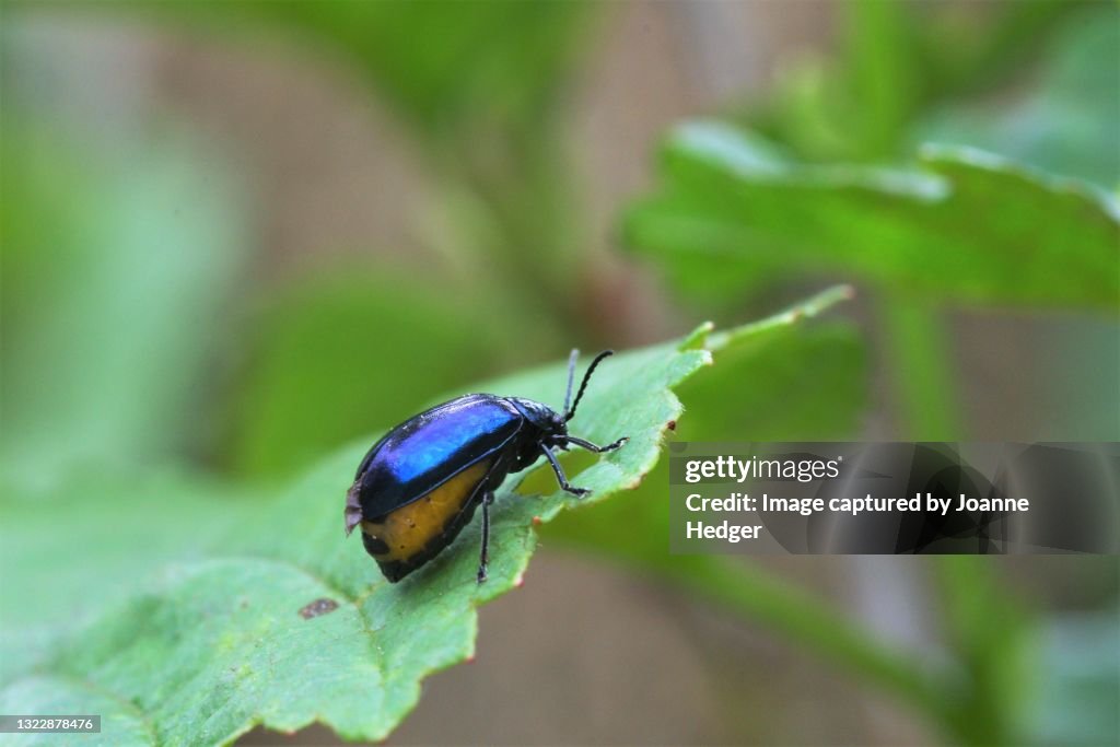 Alder Leaf Beetle in Sussex
