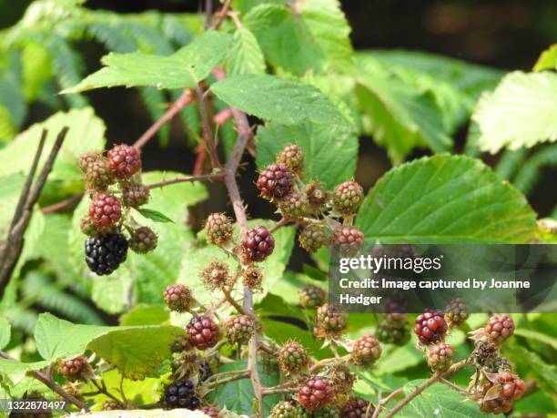 Bromble Bramble Bushes Photos and Premium High Res Pictures - Getty Images