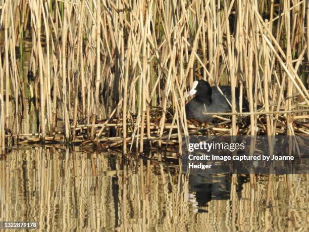 coot on the nest in spring time - rietkraag stockfoto's en -beelden