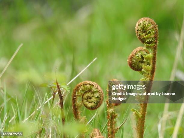 fern waiting to unfurl in an ancient sussex woodland - fibonacci stock pictures, royalty-free photos & images