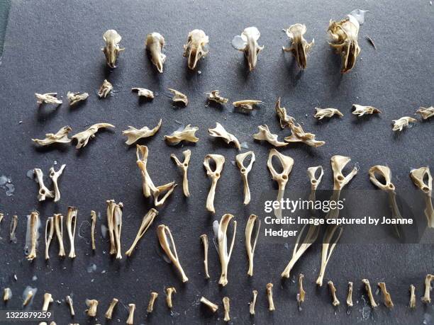 contents of a zambian owl pellet, dissected by primary school children - 動物の骸骨 ストックフォトと画像