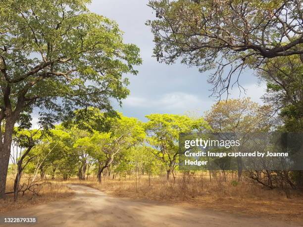 miombo woodland of central africa - zambia - zambia foto e immagini stock