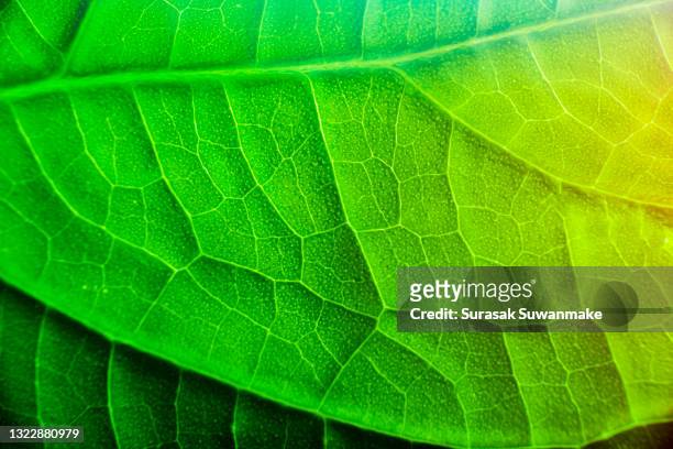 abstract beautiful tropical green foliage focuses only on the leaf edges and dumb curves. - light natural phenomenon stock pictures, royalty-free photos & images