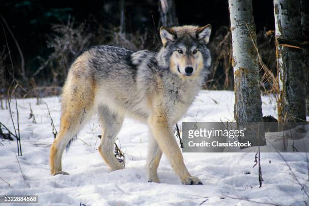 2000s Single Gray Wolf Looking At Camera In Snow Woods Montana USA .