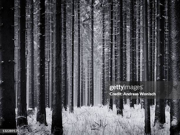 winter forest - black forest germany stock pictures, royalty-free photos & images