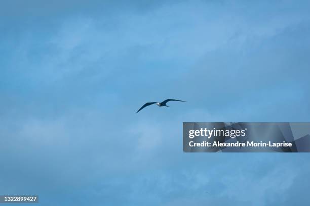 the man o' war (magnificent frigatebird), a seabird flying against the backdrop of the blue sky - man with wings flying white background bildbanksfoton och bilder