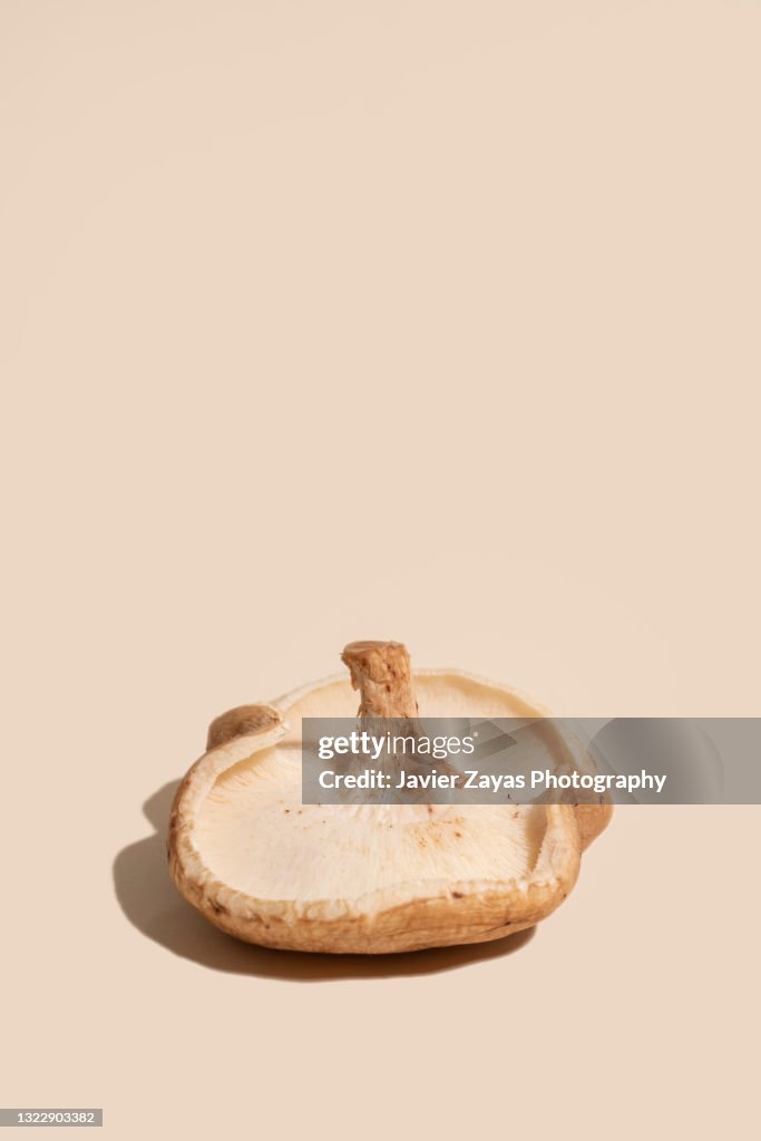 Edible Mushroom On Pastel Background