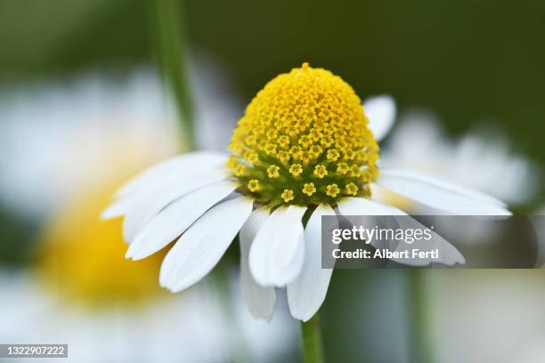 kamillenblüte - chamomile plant bildbanksfoton och bilder