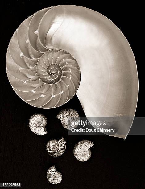 nautilus shell - ammonite - fotografias e filmes do acervo