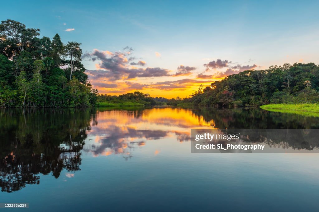 Amazon River Rainforest