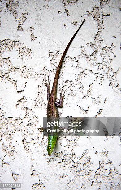 garden lizard - negros occidental stock pictures, royalty-free photos & images