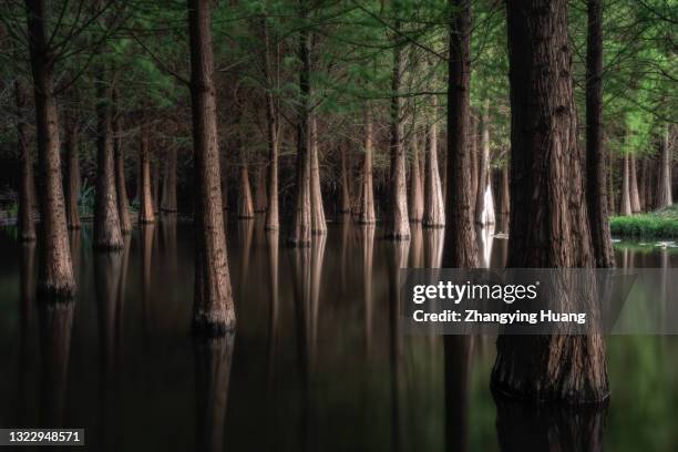 metasequoia after sunset - kunming 個照片及圖片檔