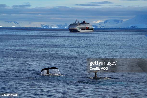 Tails of two whales are seen on December 18, 2019 in Antarctica.