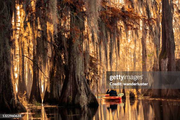 kajakken door een cipressenmoeras - louisiana swamp stockfoto's en -beelden