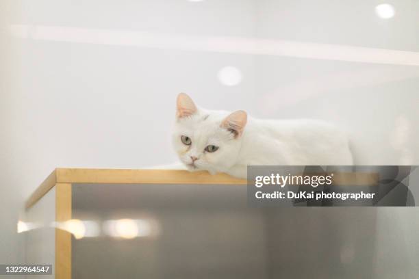 lovely cat - pure bred cat stockfoto's en -beelden