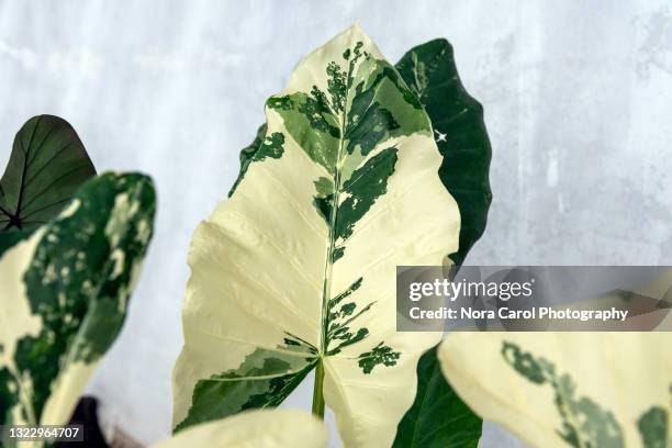 variegated alocasia macrorrhiza variegata elephant ears leaf - caladium fotografías e imágenes de stock