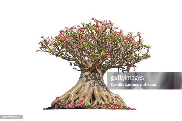 isolated white background of desert rose - desert rose bonsai stock pictures, royalty-free photos & images