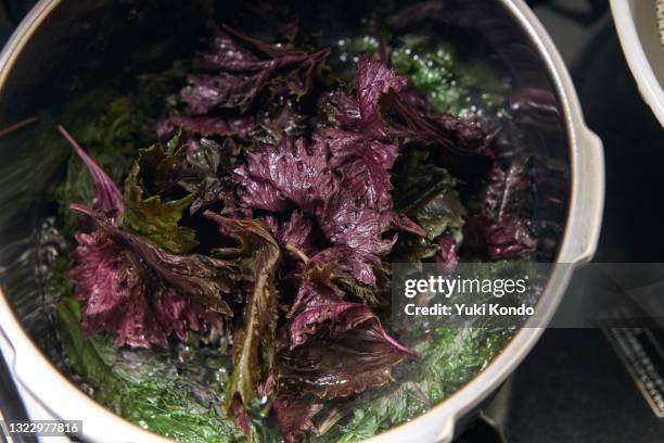 cook the shiso leaves in a pot. - shiso stock pictures, royalty-free photos & images