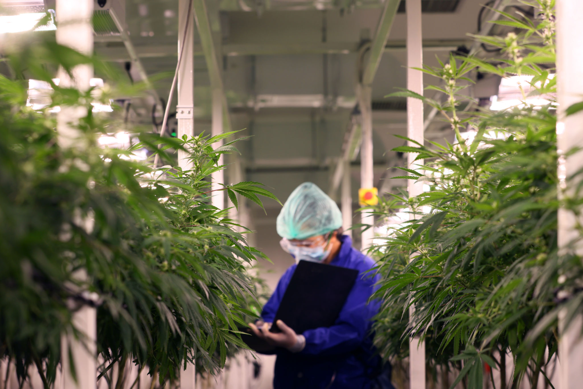 defi marijuana farming