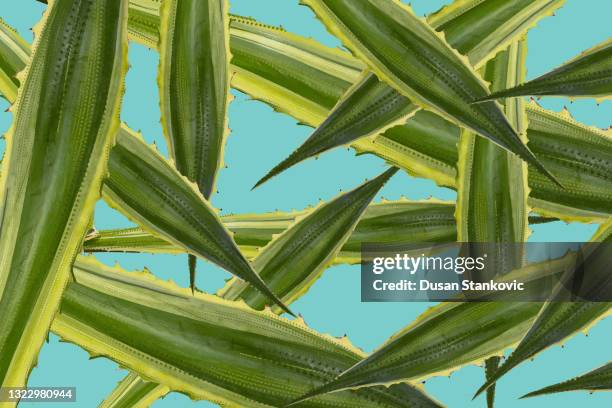 illustrations, cliparts, dessins animés et icônes de l’aloès a quitté les plantes - aloe vera beauty