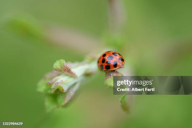 marienkäfer - marienkäfer stock pictures, royalty-free photos & images