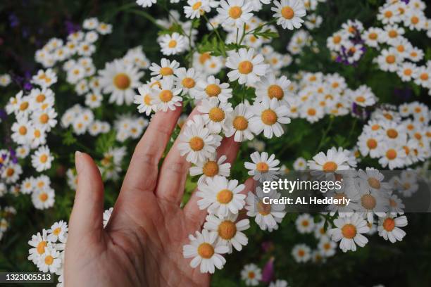 hand holding feverfew flowers - chrysanthemum parthenium stock pictures, royalty-free photos & images