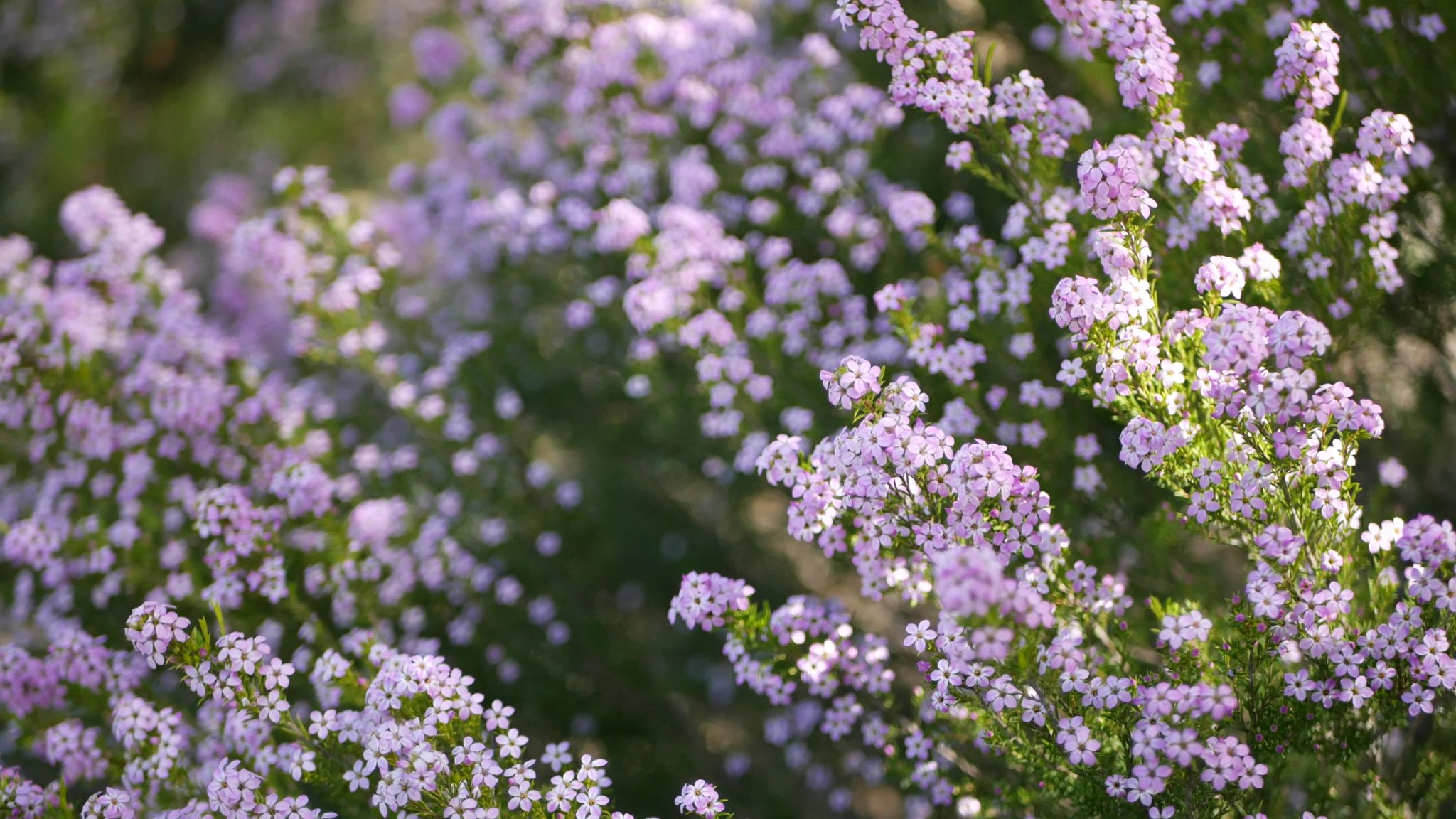 buchu plant