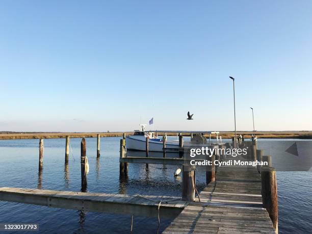 seagull flying over fishing boat in a small coastal community on the chesapeake bay, tangier sound - crabbing stock pictures, royalty-free photos & images