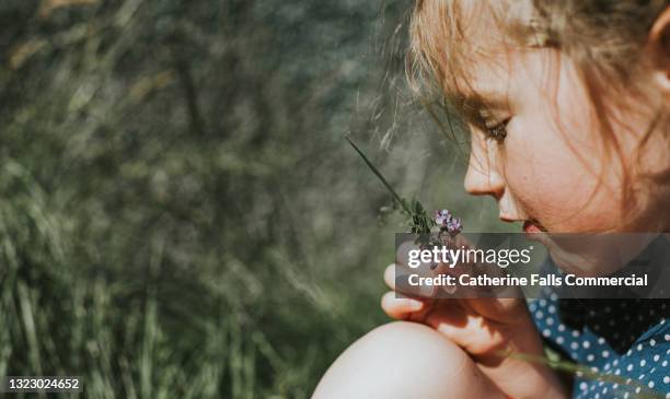 little girl picks a purple flower and examines it closely - instinct photos et images de collection