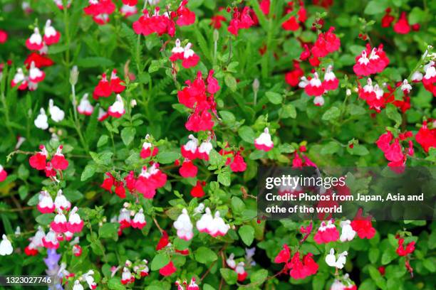baby sage / salvia microphylla: white, red and bi-colored - red salvia stock pictures, royalty-free photos & images
