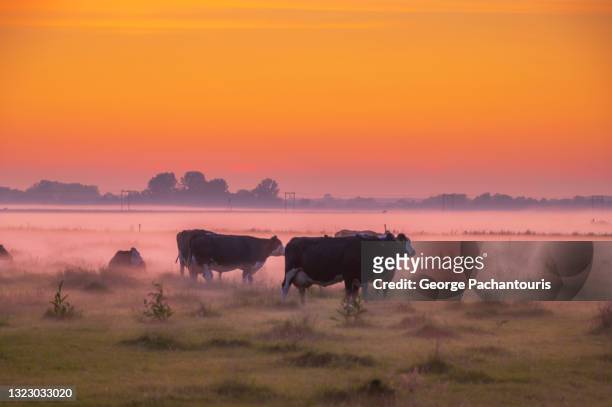 cows in the morning mist and colorful sunrise - olanda settentrionale foto e immagini stock