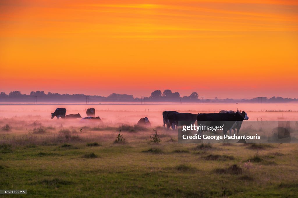 Cows in the morning mist and colorful sunrise
