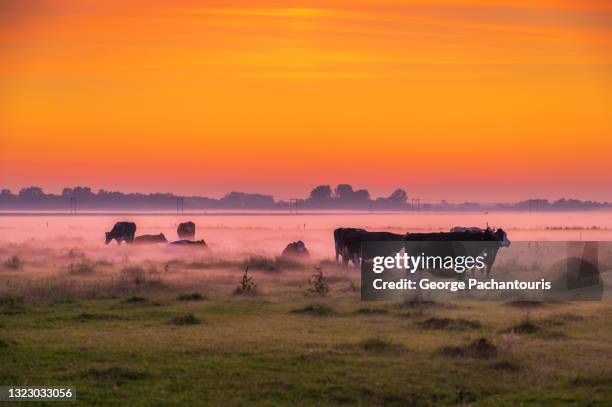 cows in the morning mist and colorful sunrise - koe stockfoto's en -beelden