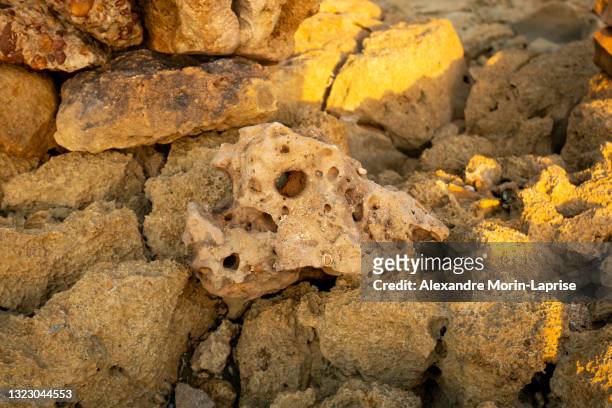 stone resembling the skull of an animal crushed with many other stones in punta gallinas (cape gallinas, "cape hens"), colombia - limpet fotografías e imágenes de stock