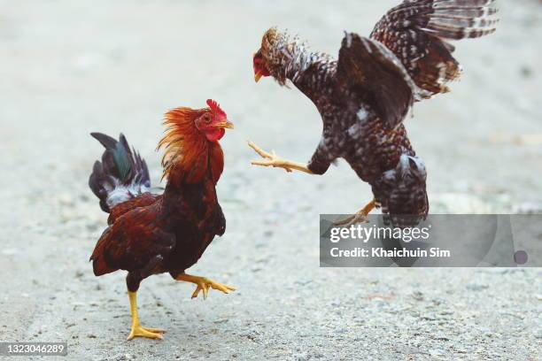 two cockerels roosters fighting - cock stock pictures, royalty-free photos & images