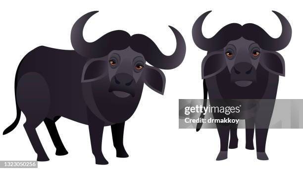 ilustraciones, imágenes clip art, dibujos animados e iconos de stock de búfalos de agua - búfalo africano