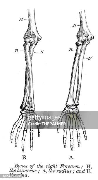 illustrations, cliparts, dessins animés et icônes de os de l’avant-bras droit gravure anatomie 1872 - os humain